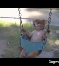 Dogs On A Swing.