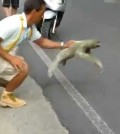 Sloth Crossing The Road – I Believe I Can Fly