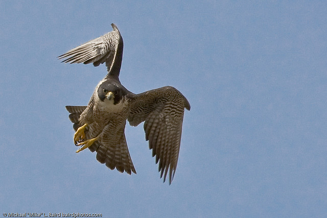 Miracle, A Female Peregrine Falcon Returns To Fargo.  Husband Missing.