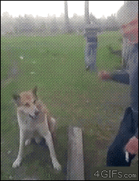 GIF of Dog Shaking Hands