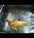 Baby Duck Swimming In Sink