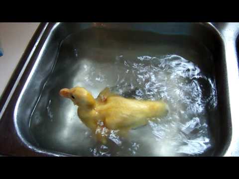 Baby Duck Swimming In Sink
