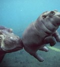 Floating Baby Hippopotamus