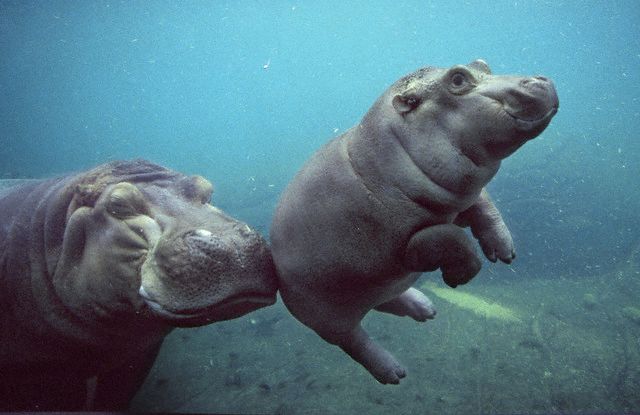 Floating Baby Hippopotamus