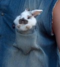 Bunny In A Pocket