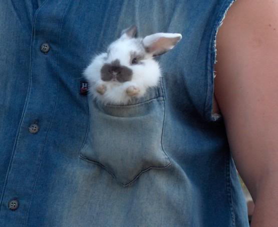 Bunny In A Pocket