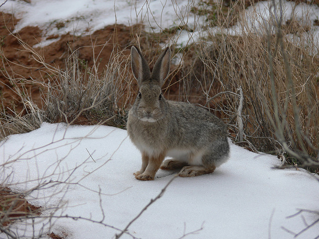 Giant Rabbits Are Taking Over Fargo