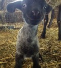 smiling_goat