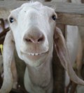 smiling_goat2