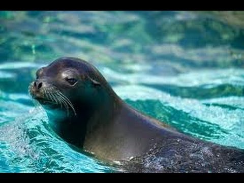 Baby Sea Lion Suddenly Boards Boat and Snuggles with Humans!