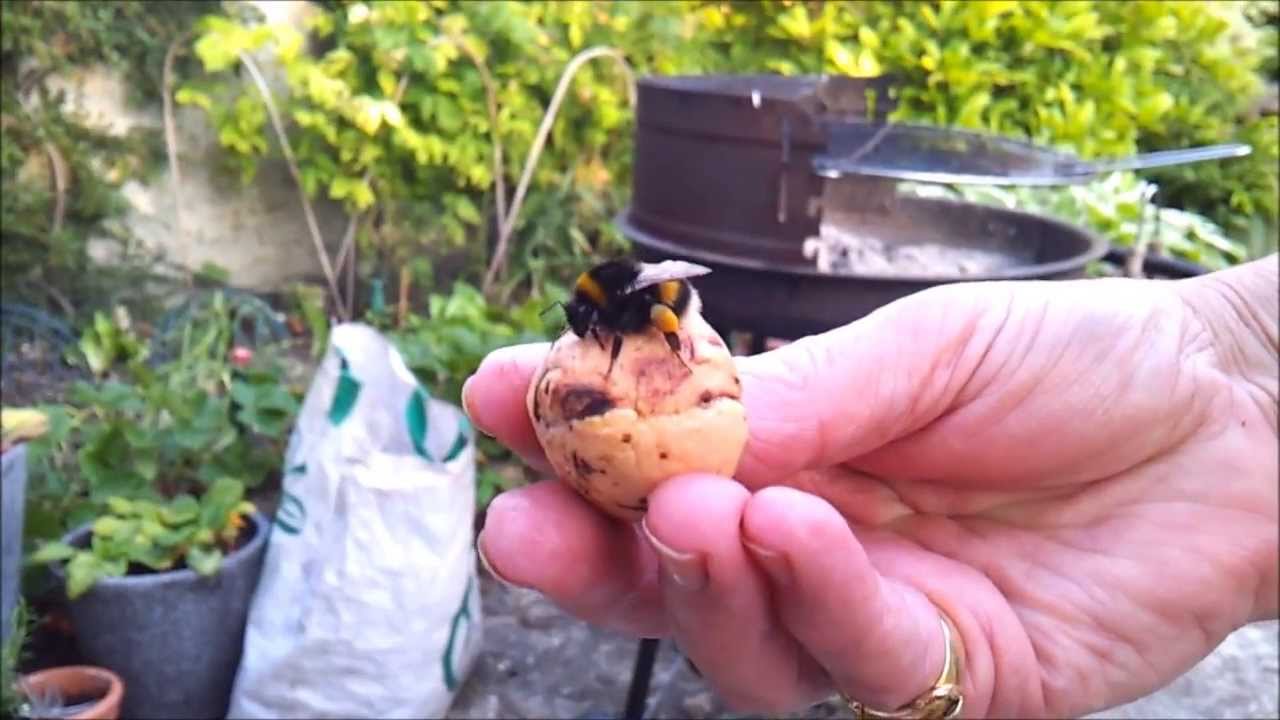 Bumble Bee Gives a High Five