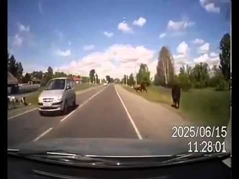 Man Crashes Car Into 2 Cows Humping In Road (VIDEO)