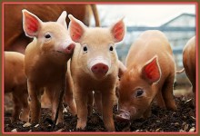 Young Pigs Express Concern Upon Learning Where Bacon Comes From