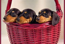 Fargo Man Accused Of Illegally Cloning Dachshunds For Profit