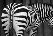 Zebra Muscles Invade Red River Zoo