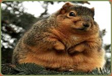 32 Pound Squirrel Attacks Family Picnickers In Moorhead