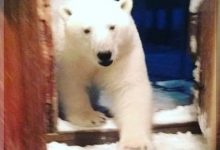 Polar Bear That Enters North Fargo Grocery Store Ends Up In The Canned Meats Aisle