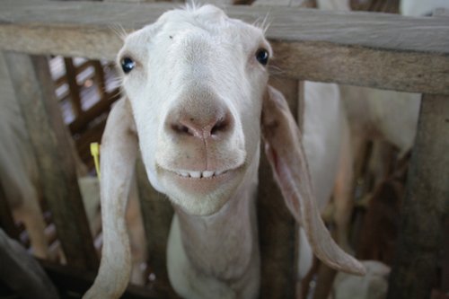 Smiling Goats