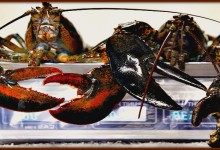 Lady Attacked By Lobsters In Grocery Seafood Section