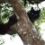 Fargo Cat In Tree
