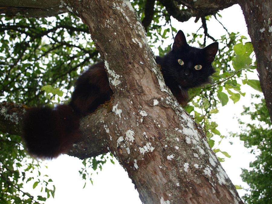 Police Shoot And Kill Cat For Climbing Tree Illegally FM Observer