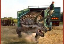 Red River Zoo Soon Adding One Large Triceratops