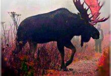 Rural Fargo Man Cornered By Moose For ‘A Really Really Long Time’