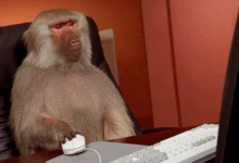 Monkey Makes $34 Million In Stock Market From A $5 Investment
